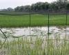 Agriculture, first experimental ‘TEA’ rice field destroyed. Lombardy, Beduschi: criminal act