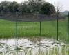 An experimental rice cultivation in the province of Pavia was destroyed
