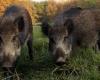 Wild boars are a disaster for agriculture: alarm from Coldiretti Umbria