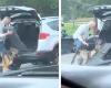 Old dog can’t get into car, old man has a great and heartwarming solution