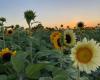Foggia: sunflower and lavender fields, opening next week