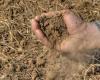 Drought, monitoring by Confagricoltura Taranto: serious damage to wheat, citrus fruits, olive trees, vegetable gardens and vineyards – From the Territory