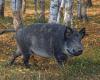 Perugia: Confagricoltura Umbria once again calls for action to control wild fauna and to strengthen containment tools, especially for the wild boar species