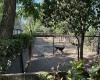 GUIDONIA – Stray animals, the kennel contract revoked: the winner is prejudiced