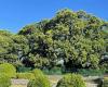 Sicily-Trentino twinning: for the Vigiliane the Municipality of Sant’Alfio will donate part of the thousand-year-old chestnut tree, a UNESCO heritage site – News