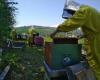 Alarm cry from beekeepers in the Marche: honey production and the survival of bees are at risk