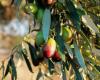 Intensity and duration of drought differentially influence the growth of olives