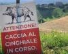 Swine fever, 350 wild boars killed in Parma since March. Lega: “The plan envisaged 5,152″