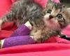 Johnny Stecchino the cat is happy even with splinted paws, but what he has suffered will surprise you