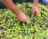 Spain eliminates VAT on olive oil until September