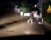 VENETO – Endless bad weather: four provinces affected, 140 calls to firefighters, another river floods (video and photos)