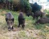 No more wild boars: the Umbria Region announces a plan for containment