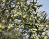 It is the export of olives and oil that drives EU agri-food trade