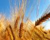 Marche wheat, super and quality harvest: «A golden year»