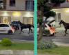 Video of horse pulled by car with rope in traffic in Marano di Napoli