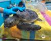 Caretta Caretta turtle rescued in Condofuri