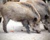In Turin, Piedmontese farmers protest against the wild boar emergency