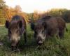 Wild boars walking around Ancona, Coldiretti accuses the Region