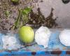 and a violent hailstorm damages agricultural companies in Metapontino
