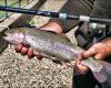 Umbria Region: Mediterranean trout stocking continues to protect native fish populations